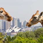 taronga_giraffes