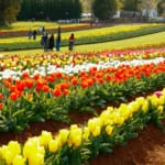 tesselaar-tulip-festival_yvdr_r_1356695_1150x863