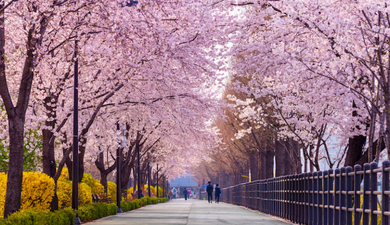 Cherry,Blossom,Of,Spring,In,Seoul,,South,Korea,.