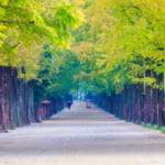 Avenue with row of beautiful tree tunnel in Korea at Damyang metasequoia road