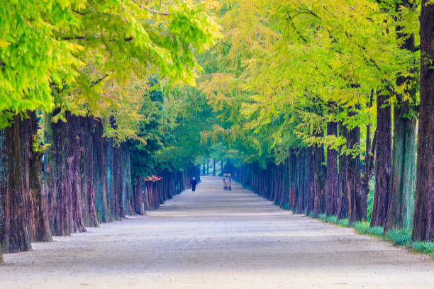 Avenue with row of beautiful tree tunnel in Korea at Damyang metasequoia road
